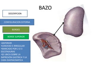 BAZO
DESCRIPCION
CONFIGURACION EXTERNA
BORDES
•ANTERIOR
•CONVEXO E IRREGULAR
•MARCADO POR 2 O 3
ESCOTADURAS
•SE UBICA SOBRE LA
IMPRESIÓN GASTRICA Y LA
CARA DIAFRACMATICA
BORDE SUPERIOR
 