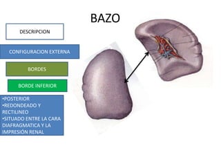 BAZO
DESCRIPCION
CONFIGURACION EXTERNA
BORDES
•POSTERIOR
•REDONDEADO Y
RECTILINEO
•SITUADO ENTRE LA CARA
DIAFRAGMATICA Y LA
IMPRESIÓN RENAL
BORDE INFERIOR
 