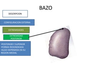BAZO
DESCRIPCION
CONFIGURACION EXTERNA
EXTREMIDADES
•POSTERIOR Y SUPERIOR
•FORMA REDONDEADA
•ALGO DEPRIMIDA EN SU
REGION MEDIAL
EXTREMIDAD
POSTERIOR
 