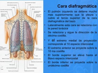 Cara diafragmática
• El pulmón izquierdo se detiene mucho
mas superiormente que la pleura y
cubre el tercio superior de la cara
diafragmática del bazo
• Lateralmente esta cara se relaciona con
la pared torácica
• Se relaciona y sigue la dirección de la
décima costilla.
• Y el extremo medial de proyección
corresponde al 10 espacio intercostal
• El extremo anterior se proyecta sobre la
10 ma costilla
• El borde superior se eleva hasta el
8tavo espacio intercostal
• El borde inferior se proyecta sobre la
undécima costilla
 