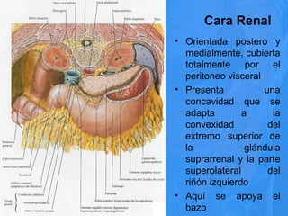 Cara Renal
• Orientada postero y
medialmente, cubierta
totalmente por el
peritoneo visceral
• Presenta una
concavidad que se
adapta a la
convexidad del
extremo superior de
la glándula
suprarrenal y la parte
superolateral del
riñón izquierdo
• Aquí se apoya el
bazo
 