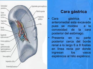 Cara gástrica
• Cara gástrica o
anteromedial esta excavada
pues se moldea a la
convexidad de la cara
posterior del estómago.
• Presenta en su parte
posterior cerca del borde
renal a lo largo 6 a 8 fositas
en línea recta por donde
ingresan los vasos
esplénicos al hilio esplénico.
 