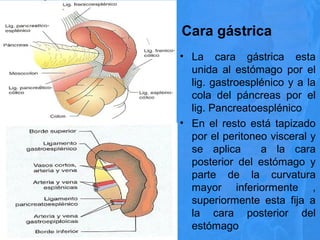 Cara gástrica
• La cara gástrica esta
unida al estómago por el
lig. gastroesplénico y a la
cola del páncreas por el
lig. Pancreatoesplénico
• En el resto está tapizado
por el peritoneo visceral y
se aplica a la cara
posterior del estómago y
parte de la curvatura
mayor inferiormente ,
superiormente esta fija a
la cara posterior del
estómago
 