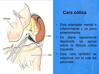 Cara cólica
• Esta orientada medial e
inferiormente y un poco
anteriormente
• Es plana ligeramente
deprimida se apoya
sobre la flexura cólica
izquierda
• Esta cara también se
relaciona con la cola del
páncreas.
21/11/15
 