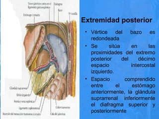 Extremidad posterior
• Vértice del bazo es
redondeada
• Se sitúa en las
proximidades del extremo
posterior del décimo
espacio intercostal
izquierdo.
• Espacio comprendido
entre el estómago
anteriormente, la glándula
suprarrenal inferiormente
el diafragma superior y
posteriormente
 