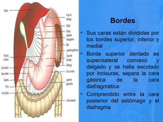 Bordes
• Sus caras están divididas por
los bordes superior, inferior y
medial
• Borde superior dentado es
superolateral convexo y
delgado y se halla escotado
por incisuras, separa la cara
gástrica de la cara
diafragmática
• Comprendido entre la cara
posterior del estómago y el
diafragma
 