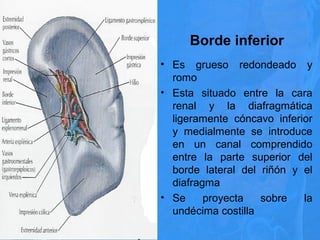 Borde inferior
• Es grueso redondeado y
romo
• Esta situado entre la cara
renal y la diafragmática
ligeramente cóncavo inferior
y medialmente se introduce
en un canal comprendido
entre la parte superior del
borde lateral del riñón y el
diafragma
• Se proyecta sobre la
undécima costilla
 