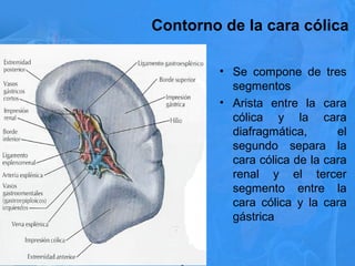 Contorno de la cara cólica
• Se compone de tres
segmentos
• Arista entre la cara
cólica y la cara
diafragmática, el
segundo separa la
cara cólica de la cara
renal y el tercer
segmento entre la
cara cólica y la cara
gástrica
21/11/15
 