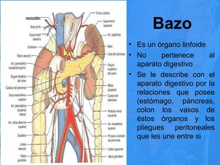 Bazo
• Es un órgano linfoide
• No pertenece al
aparato digestivo
• Se le describe con el
aparato digestivo por la
relaciones que posee
(estómago, páncreas,
colon los vasos de
éstos órganos y los
pliegues peritoneales
que les une entre si
21/11/15
 