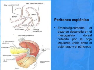Peritoneo esplénico
• Embriológicamente el
bazo se desarrolla en el
mesogastrio dorsal
cubierto por la hoja
izquierda unido entre el
estómago y el páncreas
 