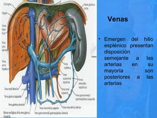 Venas
• Emergen del hilio
esplénico presentan
disposición
semejante a las
arterias en su
mayoría son
posteriores a las
arterias
 