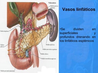 Vasos linfáticos
•Se dividen en
superficiales y
profundos drenando en
los linfáticos esplénicos
 