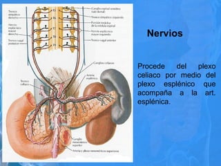 Nervios
• Procede del plexo
celiaco por medio del
plexo esplénico que
acompaña a la art.
esplénica.
 