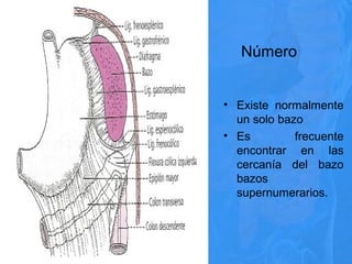 Número
• Existe normalmente
un solo bazo
• Es frecuente
encontrar en las
cercanía del bazo
bazos
supernumerarios.
 