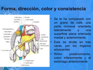 Forma, dirección, color y consistencia
• Se le ha comparado con
un grano de café, una
parte convexa orientada
lateralmente y una
superficie plana orientada
medial y anteriormente.
• Esta se divide en tres
caras, por los órganos
adyacentes
• Riñón posteriormente,
colon inferiormente y el
estómago anteriormente
 