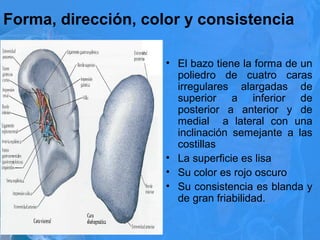 Forma, dirección, color y consistencia
• El bazo tiene la forma de un
poliedro de cuatro caras
irregulares alargadas de
superior a inferior de
posterior a anterior y de
medial a lateral con una
inclinación semejante a las
costillas
• La superficie es lisa
• Su color es rojo oscuro
• Su consistencia es blanda y
de gran friabilidad.
 