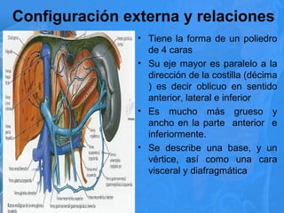 Configuración externa y relaciones
• Tiene la forma de un poliedro
de 4 caras
• Su eje mayor es paralelo a la
dirección de la costilla (décima
) es decir oblicuo en sentido
anterior, lateral e inferior
• Es mucho más grueso y
ancho en la parte anterior e
inferiormente.
• Se describe una base, y un
vértice, así como una cara
visceral y diafragmática
 