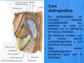 Cara
diafragmática
• Es posterolateral, es
convexa, tapizada
completamente por
peritoneo se halla en
contacto con el diafragma
en toda su extensión.
• Se relaciona también con
el receso pleural
costodiafragmático y con
el pulmón izquierdo
• Este receso
costodiafragmático
desciende igual que el
diafragma.
 