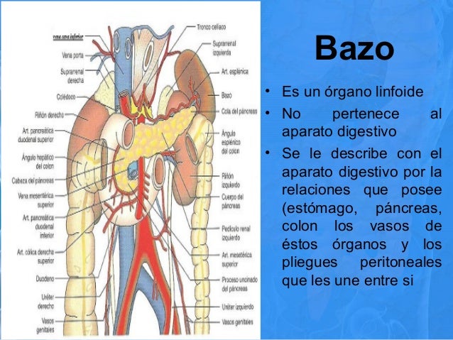 Bazo