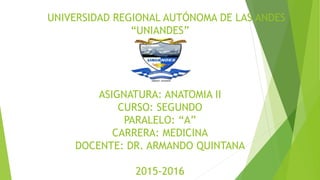 UNIVERSIDAD REGIONAL AUTÓNOMA DE LAS ANDES
“UNIANDES”
ASIGNATURA: ANATOMIA II
CURSO: SEGUNDO
PARALELO: “A”
CARRERA: MEDICINA
DOCENTE: DR. ARMANDO QUINTANA
2015-2016
 