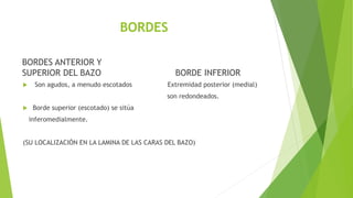 BORDES
BORDES ANTERIOR Y
SUPERIOR DEL BAZO
 Son agudos, a menudo escotados Extremidad posterior (medial)
son redondeados.
 Borde superior (escotado) se sitúa
inferomedialmente.
(SU LOCALIZACIÓN EN LA LAMINA DE LAS CARAS DEL BAZO)
BORDE INFERIOR
 