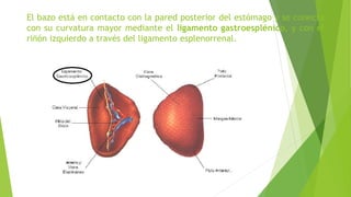 El bazo está en contacto con la pared posterior del estómago y se conecta
con su curvatura mayor mediante el ligamento gastroesplénico, y con el
riñón izquierdo a través del ligamento esplenorrenal.
 