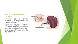 VASCULARIZACIÓN ARTERIAL
DEL BAZO
Procede de la arteria
esplénica, la mayor rama del
tronco celíaco.
Sigue un trayecto tortuoso
posterior a la bolsa omental,
anterior al riñón izquierdo y
a lo largo del borde superior
del páncreas.
 