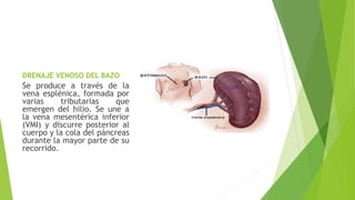 DRENAJE VENOSO DEL BAZO
Se produce a través de la
vena esplénica, formada por
varias tributarias que
emergen del hilio. Se une a
la vena mesentérica inferior
(VMI) y discurre posterior al
cuerpo y la cola del páncreas
durante la mayor parte de su
recorrido.
 