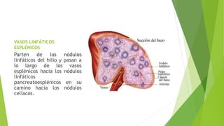 VASOS LINFÁTICOS
ESPLÉNICOS
Parten de los nódulos
linfáticos del hilio y pasan a
lo largo de los vasos
esplénicos hacia los nódulos
linfáticos
pancreatoesplénicos en su
camino hacia los nódulos
celíacos.
 