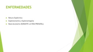 ENFERMEDADES
 Rotura Esplécnica
 Esplenectomía y Esplenomegalia
 Bazo Accesorio (DURANTE LA VIDA PRENATAL)
 