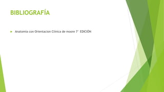 BIBLIOGRAFÍA
 Anatomía con Orientacion Clínica de moore 7° EDICIÓN
 