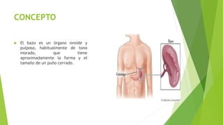 CONCEPTO
 El bazo es un órgano ovoide y
pulposo, habitualmente de tono
morado, que tiene
aproximadamente la forma y el
tamaño de un puño cerrado.
 