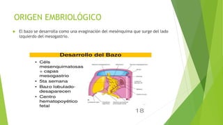ORIGEN EMBRIOLÓGICO
 El bazo se desarrolla como una evaginación del mesénquima que surge del lado
izquierdo del mesogastrio.
 