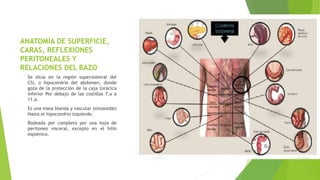 ANATOMÍA DE SUPERFICIE,
CARAS, REFLEXIONES
PERITONEALES Y
RELACIONES DEL BAZO
- Se sitúa en la región superolateral del
CSI, o hipocondrio del abdomen, donde
goza de la protección de la caja torácica
inferior Por debajo de las costillas 7.a a
11.a.
- Es una masa blanda y vascular (sinusoidal)
Hasta el hipocondrio izquierdo.
- Rodeada por completo por una hoja de
peritoneo visceral, excepto en el hilio
esplénico.
 