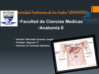 Facultad de Ciencias Medicas
Anatomía II
 Nombre: Mercedes Guaman Jungal
 Paralelo: Segundo ‘C’
 Docente: Dr. Armando Quintana
UniversidadAutónoma de los Andes ‘UNIANDES’
 