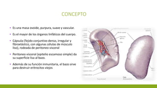 CONCEPTO
▪ Es una masa ovoide, purpura, suave y vascular.
▪ Es el mayor de los órganos linfáticos del cuerpo.
▪ Cápsula (Tejido conjuntivo denso, irregular y
fibroelástico, con algunas células de músculo
liso), rodeada de peritoneo visceral
▪ Peritoneo visceral (epitelio escamoso simple) da
su superficie lisa al bazo.
▪ Además de su función inmunitaria, el bazo sirve
para destruir eritrocitos viejos
 