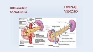 IRRIGACION
SANGUINEA
DRENAJE
VENOSO
 