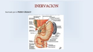 INERVACION
Inervado por el PLEXO CELIACO
 
