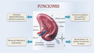 FUNCIONES
FUNCION
HEMATOPOYETICA
(durante la gestación)
Provee de linfocitos y
anticuerpos.
Recicla hierro y la
globina. Es reservorio
de sangre.
Destruye los glóbulos
rojos gastados y
plaquetas rotas.
 