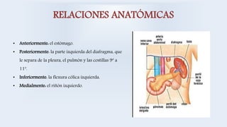 RELACIONES ANATÓMICAS
• Anteriormente: el estómago.
• Posteriormente: la parte izquierda del diafragma, que
le separa de la pleura, el pulmón y las costillas 9º a
11º.
• Inferiormente: la flexura cólica izquierda.
• Medialmente: el riñón izquierdo.
 