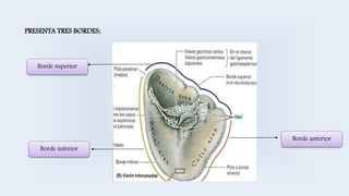 PRESENTA TRES BORDES:
Borde superior
Borde anterior
Borde inferior
 