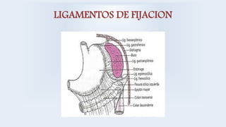 LIGAMENTOS DE FIJACION
 