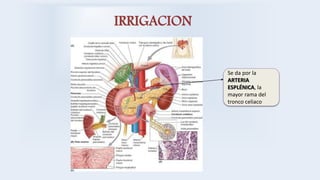 IRRIGACION
Se da por la
ARTERIA
ESPLÉNICA, la
mayor rama del
tronco celiaco
 