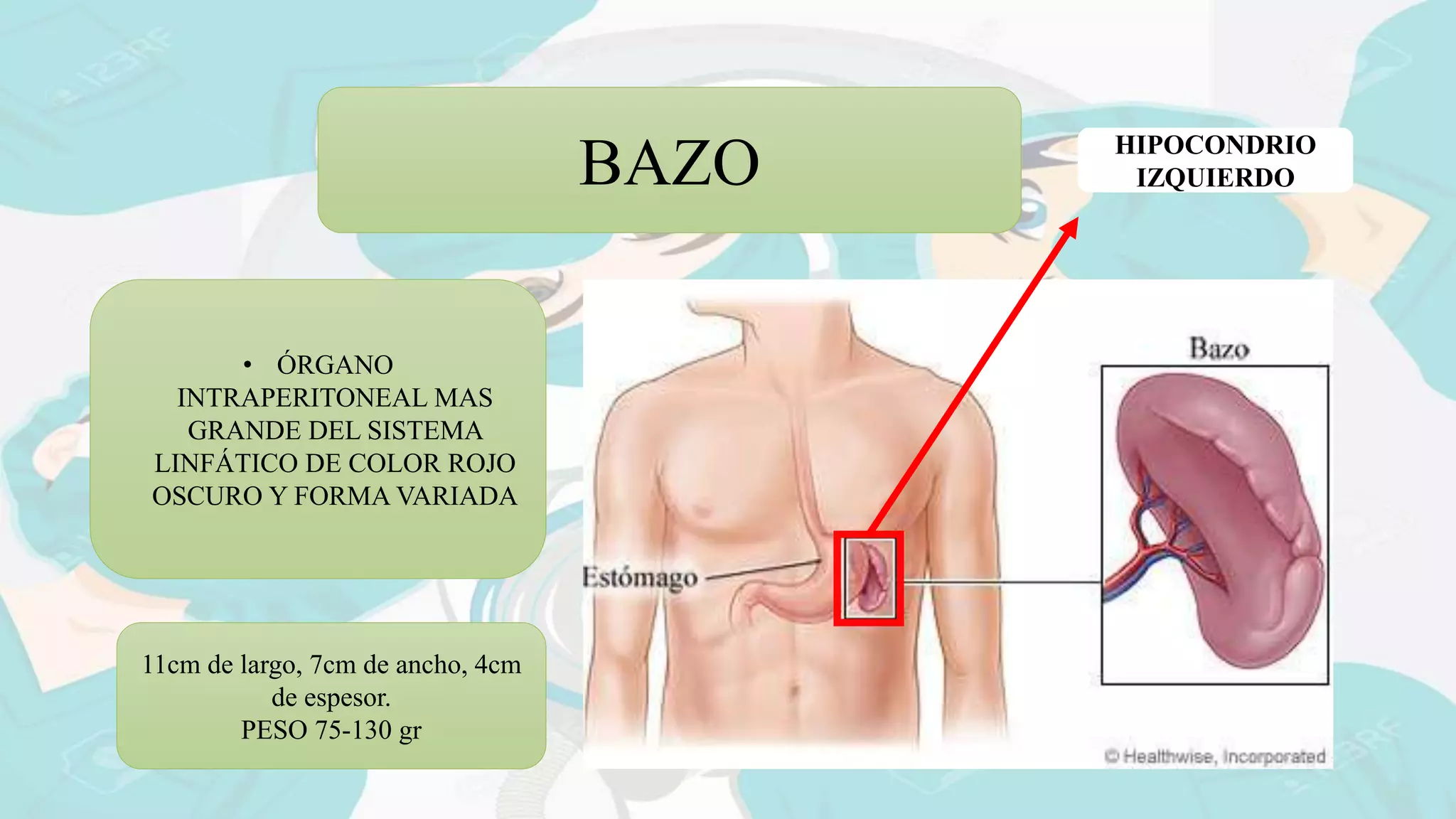 ANATOMÍA DE BAZO | PPT