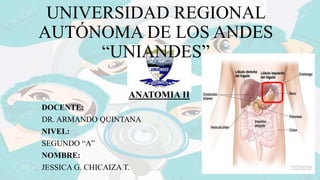 UNIVERSIDAD REGIONAL
AUTÓNOMA DE LOS ANDES
“UNIANDES”
ANATOMIA II
DOCENTE:
DR. ARMANDO QUINTANA
NIVEL:
SEGUNDO “A”
NOMBRE:
JESSICA G. CHICAIZA T.
 