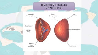DIVISIÓN Y DETALLES
ANATÓMICOS
 