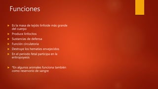 Funciones
 Es la masa de tejido linfoide más grande
del cuerpo
 Produce linfocitos
 Sustancias de defensa
 Función circulatoria
 Destruye los hematies envejecidos
 En el periodo fetal participa en la
eritropoyesis
 *En algunos animales funciona también
como reservorio de sangre
 