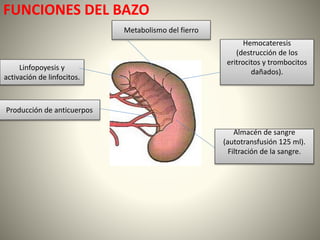 FUNCIONES DEL BAZO
Linfopoyesis y
activación de linfocitos.
Metabolismo del fierro
Hemocateresis
(destrucción de los
eritrocitos y trombocitos
dañados).
Almacén de sangre
(autotransfusión 125 ml).
Filtración de la sangre.
Producción de anticuerpos
 