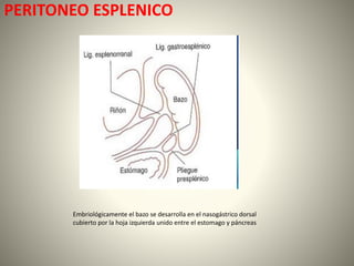 PERITONEO ESPLENICO
Embriológicamente el bazo se desarrolla en el nasogástrico dorsal
cubierto por la hoja izquierda unido entre el estomago y páncreas
 