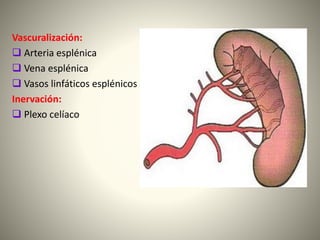 Vascuralización:
 Arteria esplénica
 Vena esplénica
 Vasos linfáticos esplénicos
Inervación:
 Plexo celíaco
 